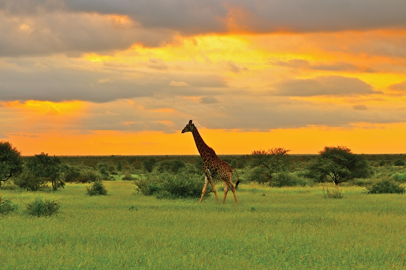 Photo of a giraffe